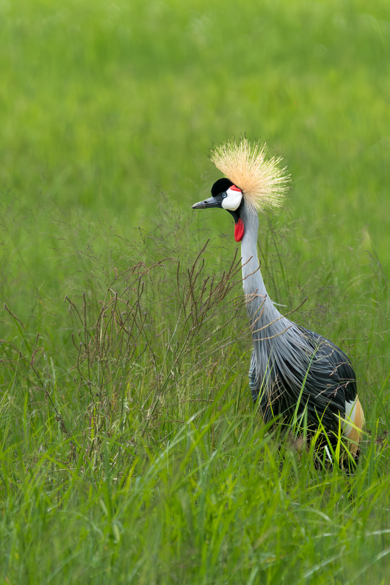Tanzania 20260327 0814 Grulla coronada gris